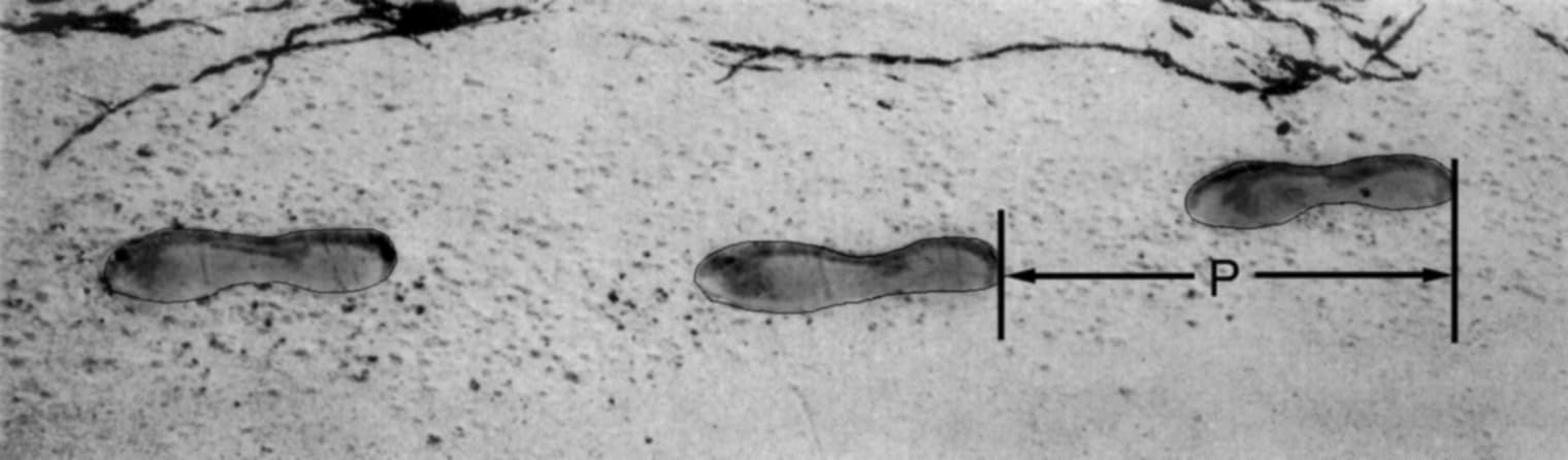 Footprints of a man walking, with pacelength P marked as the distance between the rears of two consecutive footprints